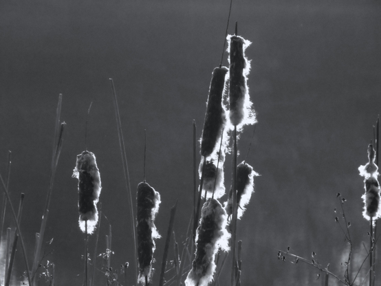 A small group of cattails, the remaining fluff backlit by the morning sun.