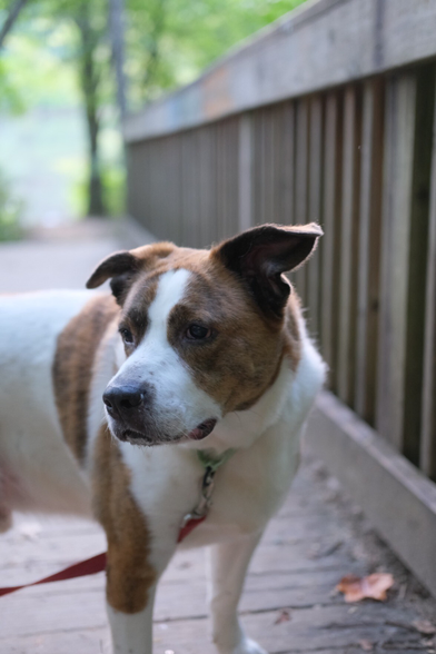 A white and brown medium/large dog on a wooden bridge in a park