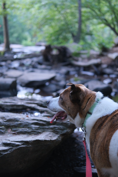 A white and brown medium/large dog in front of rocks and trees at a creek