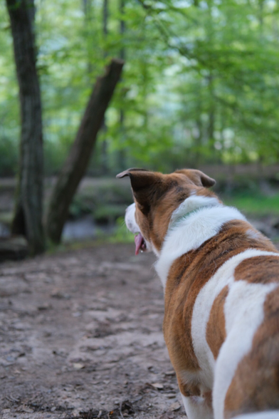 The back of a white and brown medium/large dog looking at trees on the bank of a creek