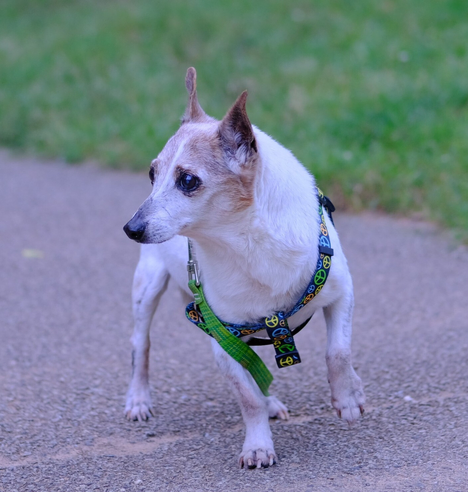 A white and brown Jack Russell Terrier in the park.