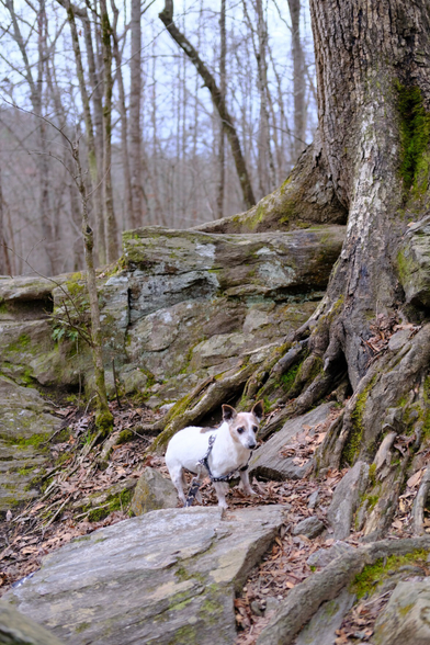 A white and brown Jack Russell Terrier on a rock with some more rocks and tree trunk/root in the background.