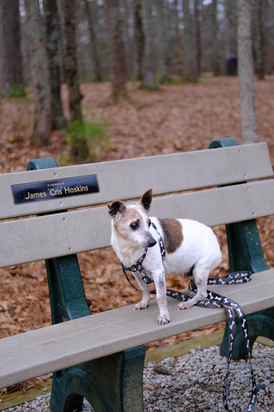 A white and Brown Jack Russell Terrier sitting on a park bench.