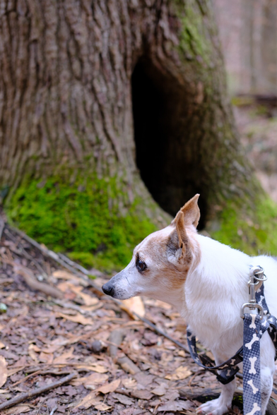 A white and brown Jack Russell Terrier looking to the left with a tree trunk with a big hollow. 