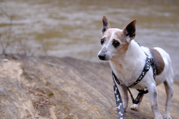 A white and brown Jack Russell Terrier sitting on a sheet of rock by a creek.