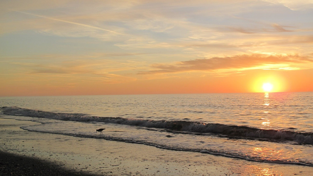 Sunrise on St George Island beach in Florida, USA, with a sandpiper having a breakfast.