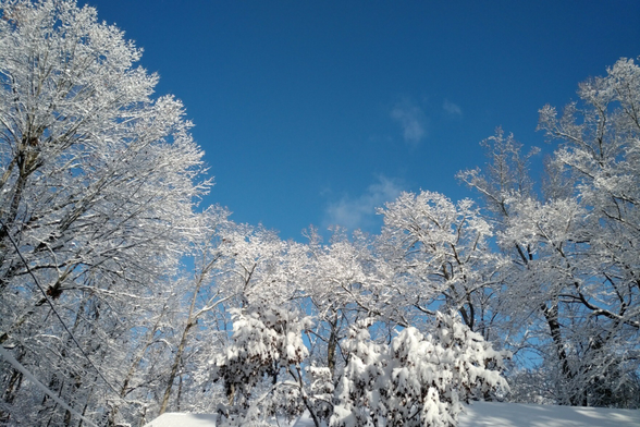 A sunny morning after snow. Blue sky with light clouds, snow covered trees