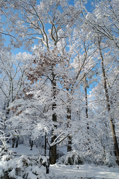 A sunny morning after snow. Blue sky with light clouds, snow covered trees