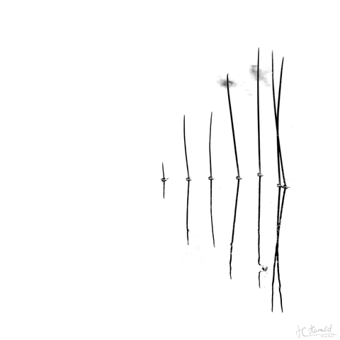 Square high-key image of seven blades of grass in a pond. Starting from the center of the image, from left to right, the first five blades stand alone and get larger. The last two are a little smaller and cross each other. Everything is reflected in the water surface.