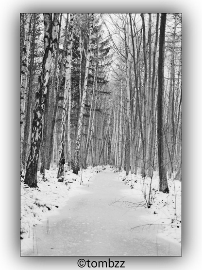 A black and white photograph of a snowy forest predominantly featuring birch trees. A frozen canal cuts through the middle of the forest, creating a pathway lined with snow-covered ground and bare trees. The scene is serene and quiet, with the stark contrast of the white snow and the dark tree trunks adding to the visual interest.