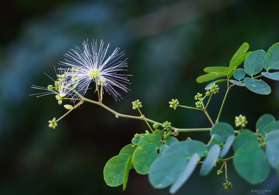 A puffball-like flower blooms at the end of a branch of buds. 