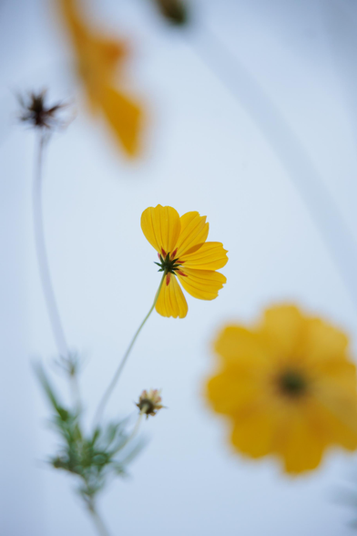 A close-up of yellow cosmos flowers with a blurred background.