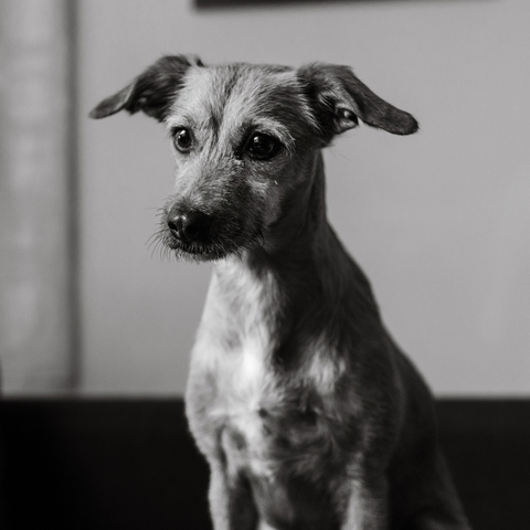 3/4 #blackandwhite  close up photography of a short fur medium size dog sitting with an attentive expression