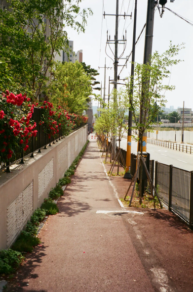 한쪽 담에 꽃들이 가득한 도로