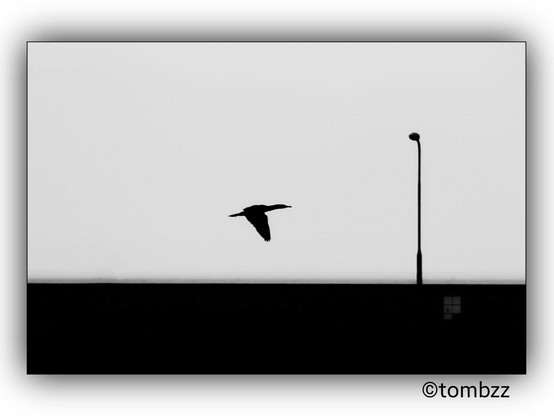 A black and white photograph shows a silhouette of a bird in flight against a light gray sky. Below the bird, there is a breakwater and a street lamp. The image is characterized by strong contrasts between the dark silhouettes and the light background.