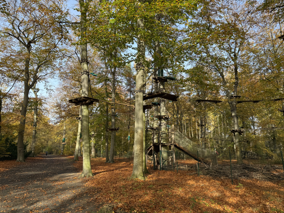 A lot of trees with platforms hanging in them, the platforms have ropes and bridges between them.