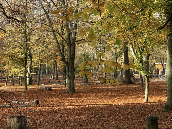 A wooded area, with the leaves on the trees browning and the ground covered by leaves.