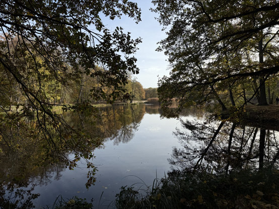 A lake in a wooden area with a bright blue sky. The shores is lined with trees in various state of autumn browning. The trees and sky are reflected by the water.

Parts of the view are obstructed by branches and leaves from trees in the foreground.