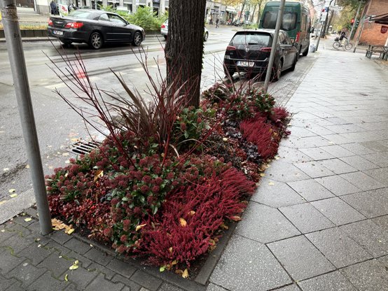 A mini-garden planted in the soil surrounding a tree on the side of a street. All the plants are dark shades of red.

Taken in Moabit.