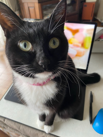 A close-up of a black and white cat with large green eyes, sitting on a desk. The cat has a pink collar and is in focus, with a blurred background showing a computer and colorful objects.