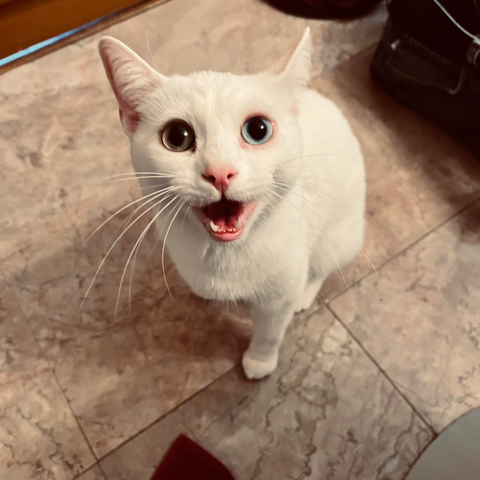 a white cat looks up at meows at us; she has one blue anemone golden eye