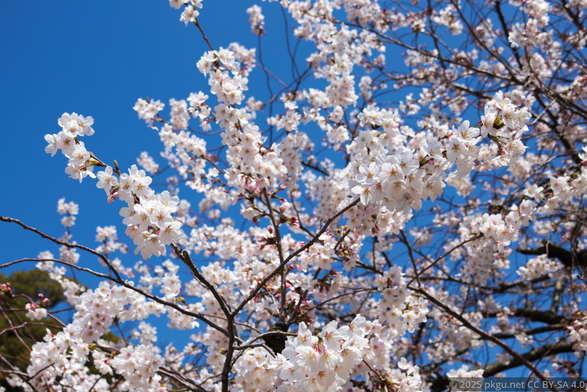 Sakura in Genroku-en, Kanazawa, Ishikawa, Japan.