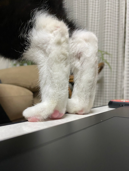 A close-up of a cat's white paws with pink pads, standing on a table. The background shows a blurred couch and white curtains.