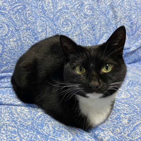 A black and white cat rests on a blue patterned blanket, looking directly at the camera with bright yellow eyes.