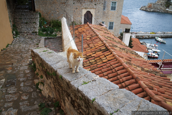 The cat in the hydro island.