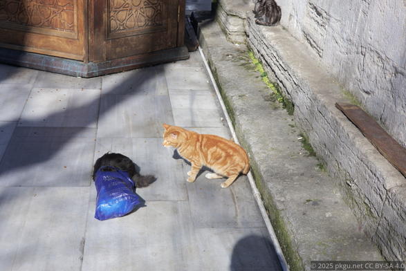 The cats in Istanbul, playing with a plastic bag.