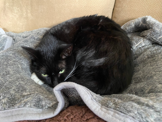 A black and white cat is curled up on a soft, gray blanket, with its head turned slightly and yellow eyes visible. The background features a textured couch.