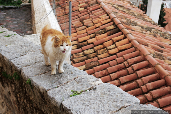 The growling cat in Hydro Island.