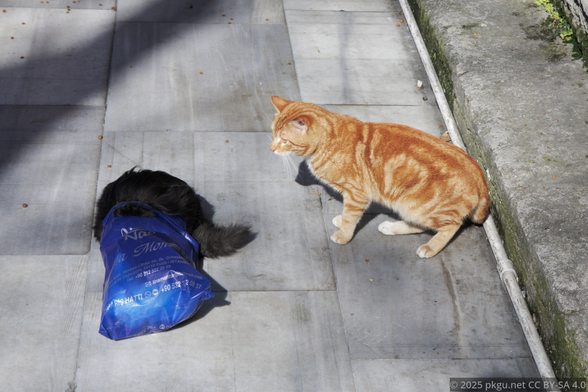 The 2 cat in Istanbul, playing with a plastic bag.