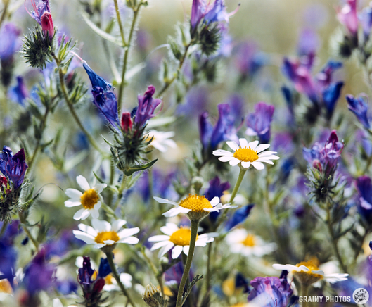 A colour film photo of daisies and other Andalucian wildflowers.
