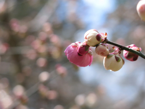ウメ　思いのままの蕾
一つの枝に白、紅、絞りなど様々な花がつく
