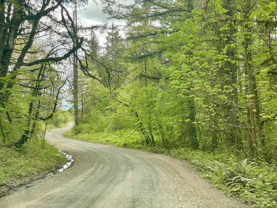 A winding dirt road surrounded by lush green trees and foliage, with a hint of sky visible in the background.