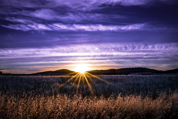 Half sun shining over a wheat field, at dusk in a landscape scene.
Purple blue sky above.