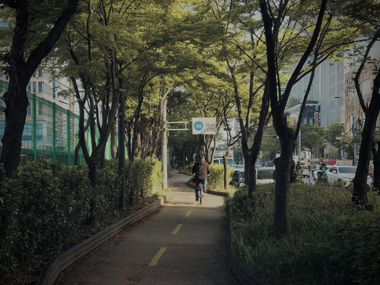 녹음이 우거진 벚꽃로의 자전거 도로 가운데로 자전거 탄 사람이 지나가는 모습.