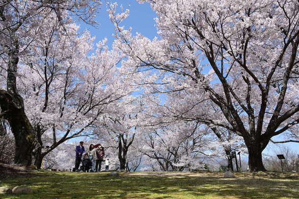 緑の芝生に桜の木が桜を咲かせている