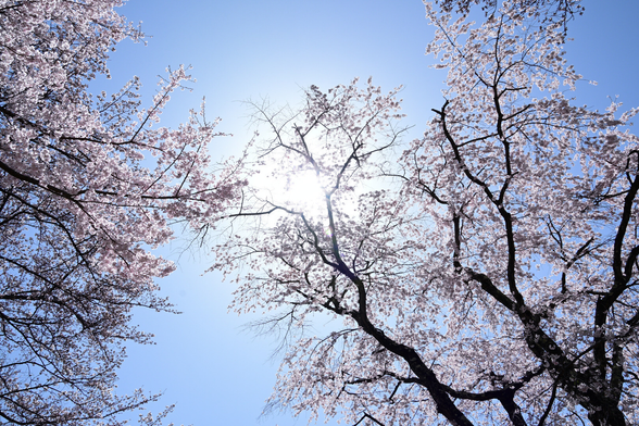 青空と太陽をバックにピンク色の桜が咲いている