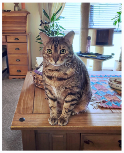 This is a retro edited colour photo of my bengal cat Neko sitting on the living room coffee table staring right at me trying to use an old Jedi mind trick on me to get him more food for lunch. Happy Caturday!
