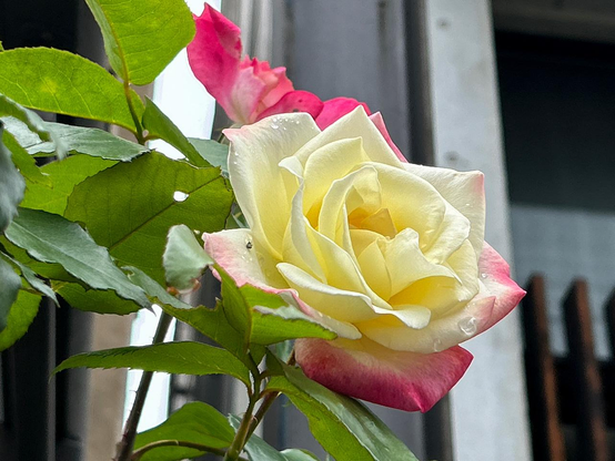 クリーム色のバラ。花びらの外側は濃いピンクになっている。 / 2025.05.10 御所西エリアから