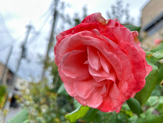淡い赤、あるいは淡めの朱色のバラ。花弁の外側はうっすら白味を帯びていてグラデーションになっている。/ 2025.05.10 御所西エリアから