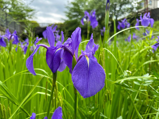 カキツバタが隣り合って咲いてる。その奥でもそこそこの数の花が咲いてる。 / 2025.05.11 蹴上インクラインから