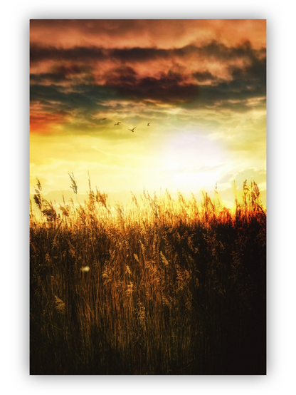 Sunset over the field.