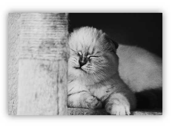 Portrait of a sleeping cat.