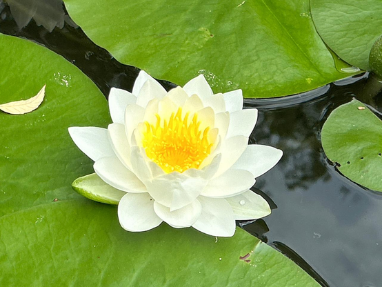 蒼龍池の飛び石近くで花を咲かせるヒツジグサ / 2025.05.11 平安神宮・中神苑から