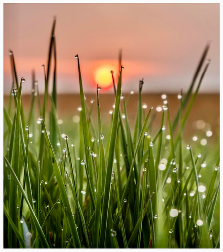 Close-up of dewy green grass with droplets of water, set against a sunset that paints the background in warm hues.