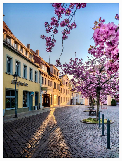 A picturesque street scene featuring blossoming pink trees along a cobblestone road. Sunlight casts soft shadows on the buildings, which display a mix of architectural styles. Benches line the pathway, enhancing the serene atmosphere. Clear blue skies complete the tranquil