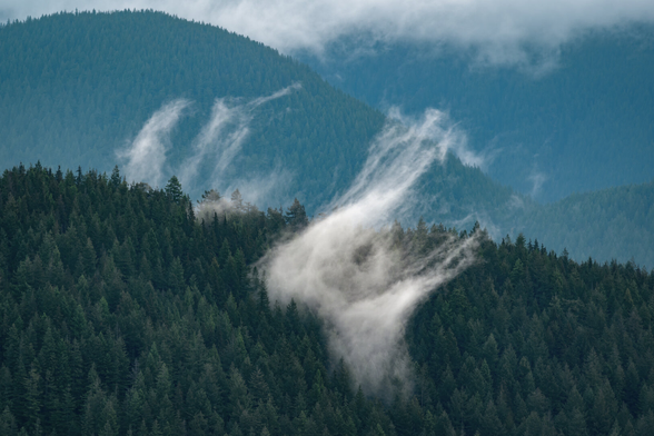 A photograph of some low-lying clouds being dragged through forest trees by the wind. The clouds are being pulled to the right hand side of the frame.
